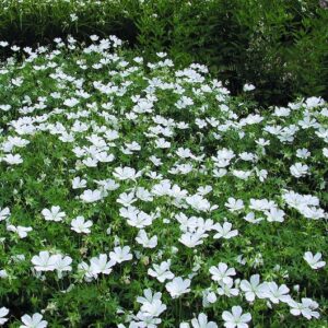 A swath of White Bloody Cranesbill.