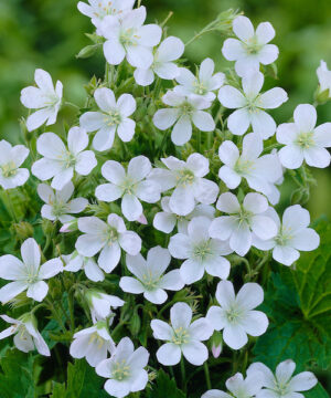 White cranesbill | Geranium sanguineum album Pretty five-petalled white flowers of White Cranesbill.