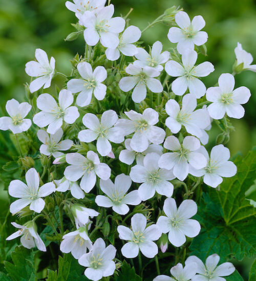 Pretty five-petalled white flowers of White Cranesbill.