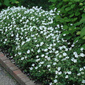 A border of White Hardy Geranium