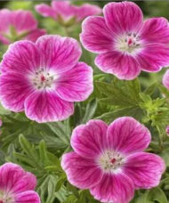 Pink flowers of Elke Cranesbill.