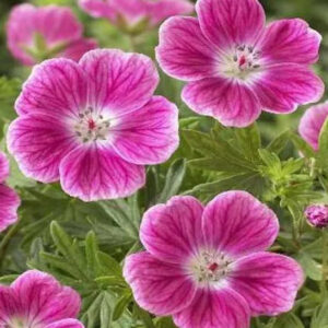 Pink flowers of Elke Cranesbill.