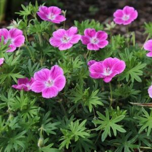 Elke Geranium plant of green foliage and pink flowers.