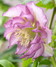 Double Pink Hellebore flower of white petals with pink edges.