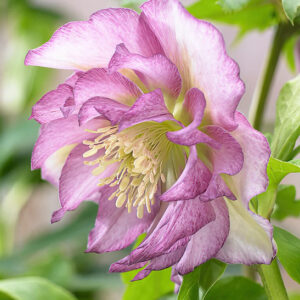 Double Pink Hellebore flower of white petals with pink edges.
