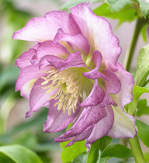 Double Pink Hellebore flower of white petals with pink edges.