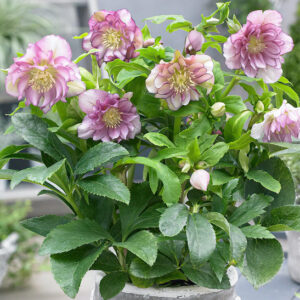 Double Ellen Pink Hellebore plant with double blooms of delicate shades of rose