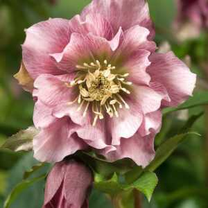 and dark green foliage.