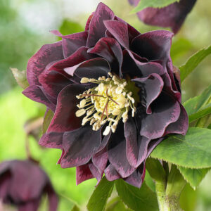 Double Ellen Purple Hellebore large