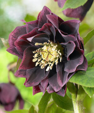 Double Ellen Purple Hellebore large