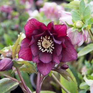 double blooms in deep purple