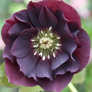 Double Purple Hellebore large