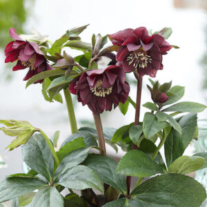 double bloom in deep purple.