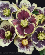 Rio Carnival Hellebore showy