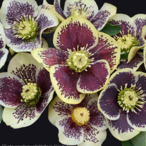 Rio Carnival Hellebore showy
