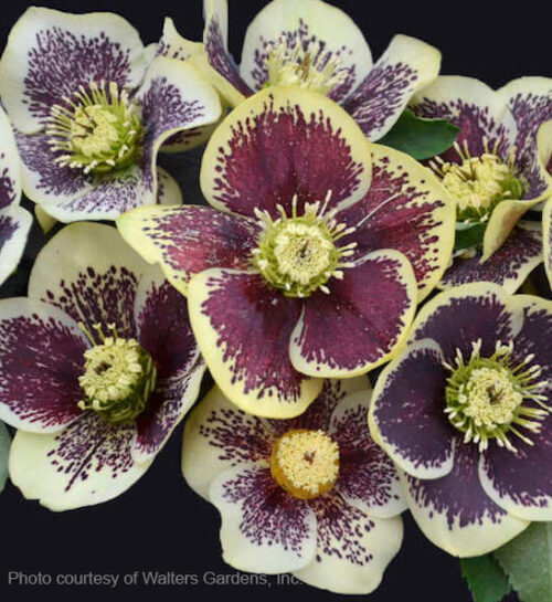 Rio Carnival Hellebore showy