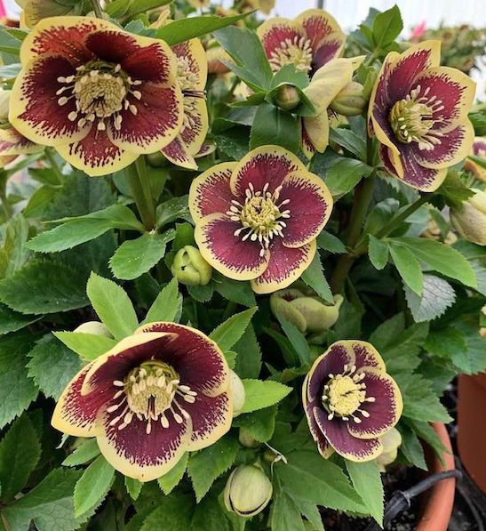 Helleborus 'Rio Carnival' (Lenten Rose) HONEYMOON® Series