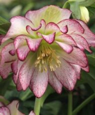 Rose Quartz Hellebore bloom with pink edged white petals.