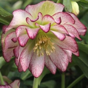 Rose quartz hellebore | Helleborus winter jewels rose quartz Rose Quartz Hellebore bloom with pink edged white petals.