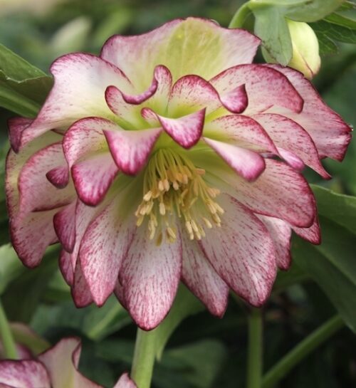Rose quartz hellebore | Helleborus winter jewels rose quartz Rose Quartz Hellebore bloom with pink edged white petals.