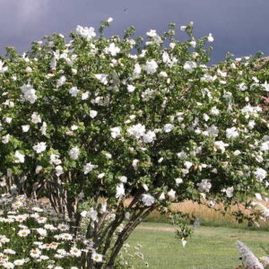 Diana hibiscus | Hibiscus syriacus diana A mature Diana Hibiscus multi-stemmed shrub covered in white blooms.