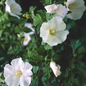 Diana rose of sharon | Hibiscus syriacus diana Diana Rose of Sharon shrub with single white flowers.