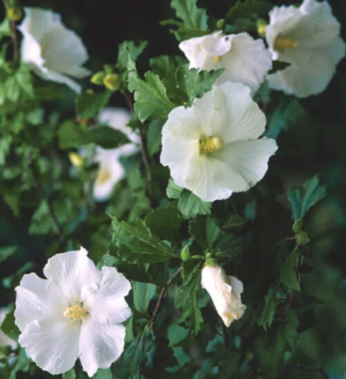 Diana rose of sharon | Hibiscus syriacus diana Diana Rose of Sharon shrub with single white flowers.