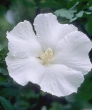 Diana White Rose of Sharon single white bloom.