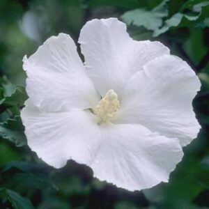 Diana white rose of sharon | Hibiscus syriacus diana Diana White Rose of Sharon single white bloom.