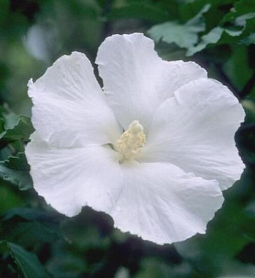 Diana white rose of sharon | Hibiscus syriacus diana Diana White Rose of Sharon single white bloom.