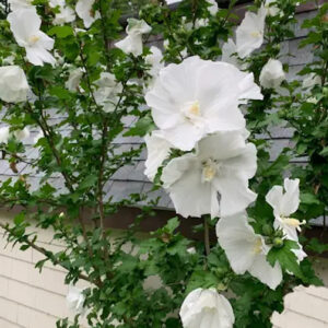 Diana white rose of sharon | Hibiscus syriacus diana shrub A young Diana White Rose of Sharon shrub in bloom.