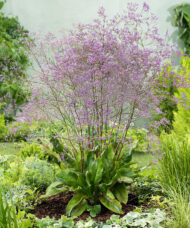 Sea Lavender plant with a cloud of lavender blooms.