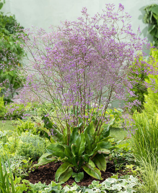 Sea Lavender plant with a cloud of lavender blooms.