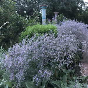A swath of planted Sea Lavender in bloom.
