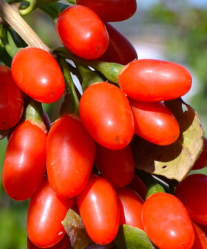 New big goji berry | Lycium barbarum new big Large red berries on the stem of New Big Goji Berry plant.