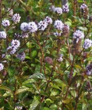 Chocolate leaves and purple flowers of the Chocolate Mint Plant.