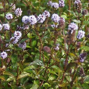 Chocolate leaves and purple flowers of the Chocolate Mint Plant.