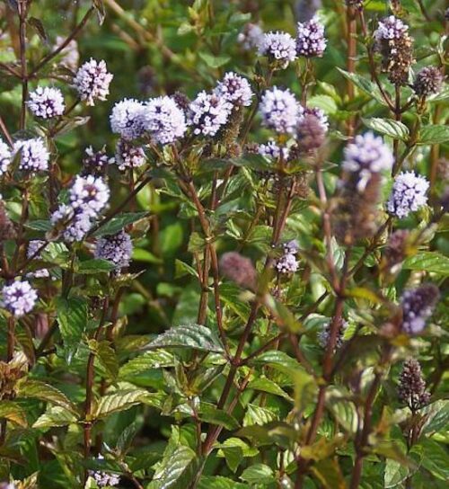 Chocolate leaves and purple flowers of the Chocolate Mint Plant.