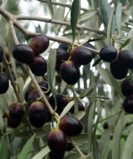 Leccino Olive Tree branches full of dark ripe olives.