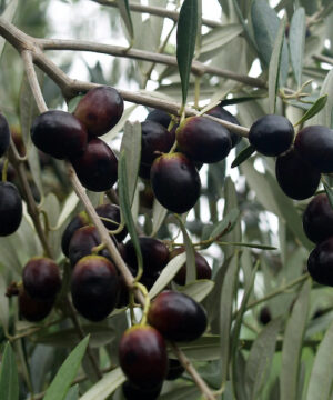 Leccino Olive Tree branches full of dark ripe olives.