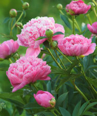 Dr. Alexander Fleming Peony rose coloured double flowers.