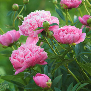 Dr. Alexander Fleming Peony rose coloured double flowers.
