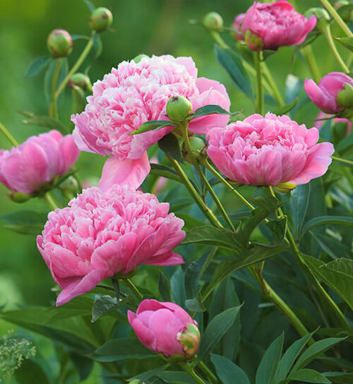 Dr. Alexander Fleming Peony rose coloured double flowers.