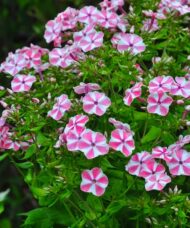 The pink and white flowers
