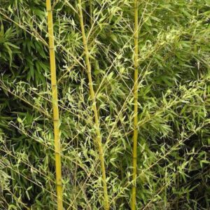 Fishpole bamboo | Phyllostachys aurea Fishpole Bamboo branches on golden culms.