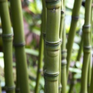 Fishpole bamboo | Phyllostachys aurea culms Green