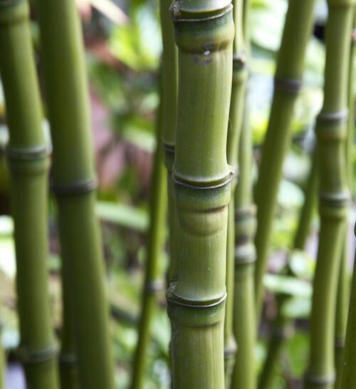 Fishpole bamboo | Phyllostachys aurea culms Green