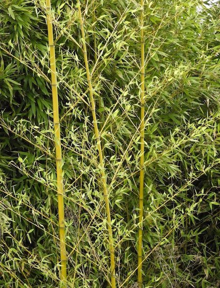 Fishpole bamboo | Phyllostachys aurea Fishpole Bamboo branches on golden culms.