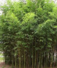 Mature stand of tall Golden Bamboo.
