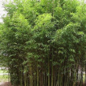 Golden bamboo | Phyllostachys aurea Mature stand of tall Golden Bamboo.